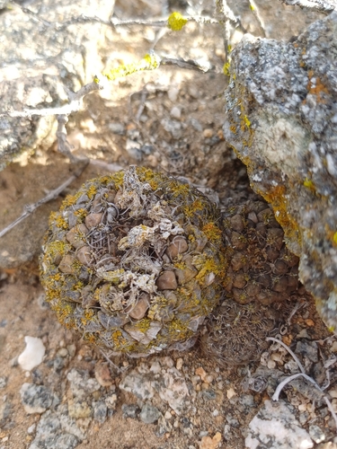 Eriosyce glabrescens