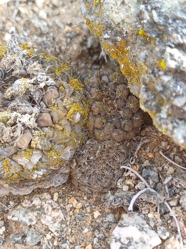 Eriosyce glabrescens