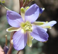 Heliophila linearis