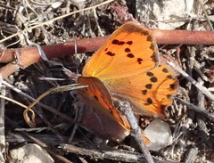 Chrysoritis chrysaor