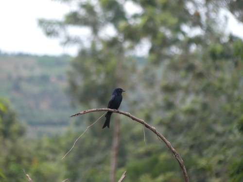 Fork-tailed Drongo
