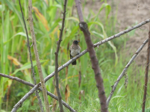 Common Bulbul