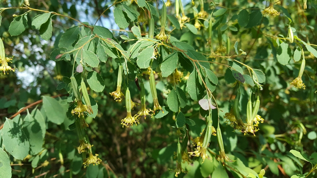 Porophyllum viridiflorum