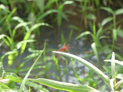 Red-veined Dropwing