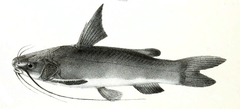 Gulio Catfish photo 5