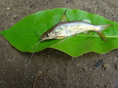 Gulio Catfish photo 3