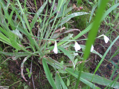 Hesperantha bachmannii