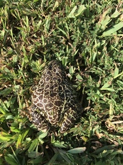 Lithobates areolatus