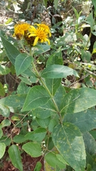 Verbesina sphaerocephala