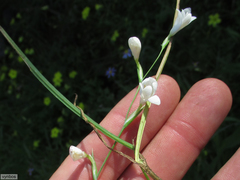 Hesperantha bachmannii
