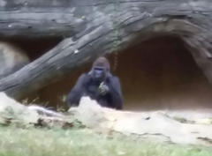 Gorilla gorilla