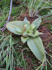 Satyrium pumilum