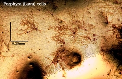 Acrochaetium secundatum