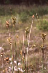 Juncus vaseyi