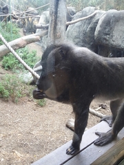 Mandrillus leucophaeus