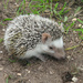 North African Hedgehog - Photo (c) incredible how, some rights reserved (CC BY-NC-ND)