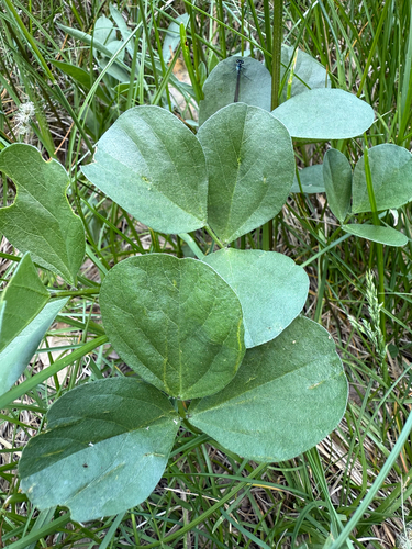 Roundleaf leatherroot (Hoita orbicularis)