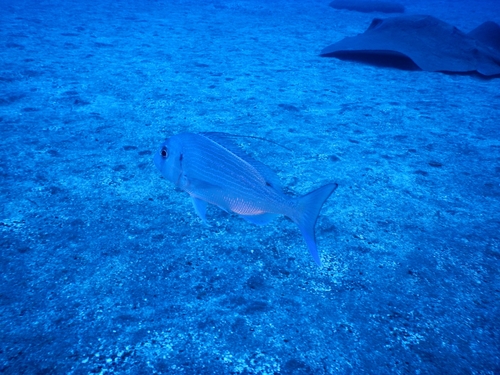 Photo of Pink dentex (Dentex gibbosus)