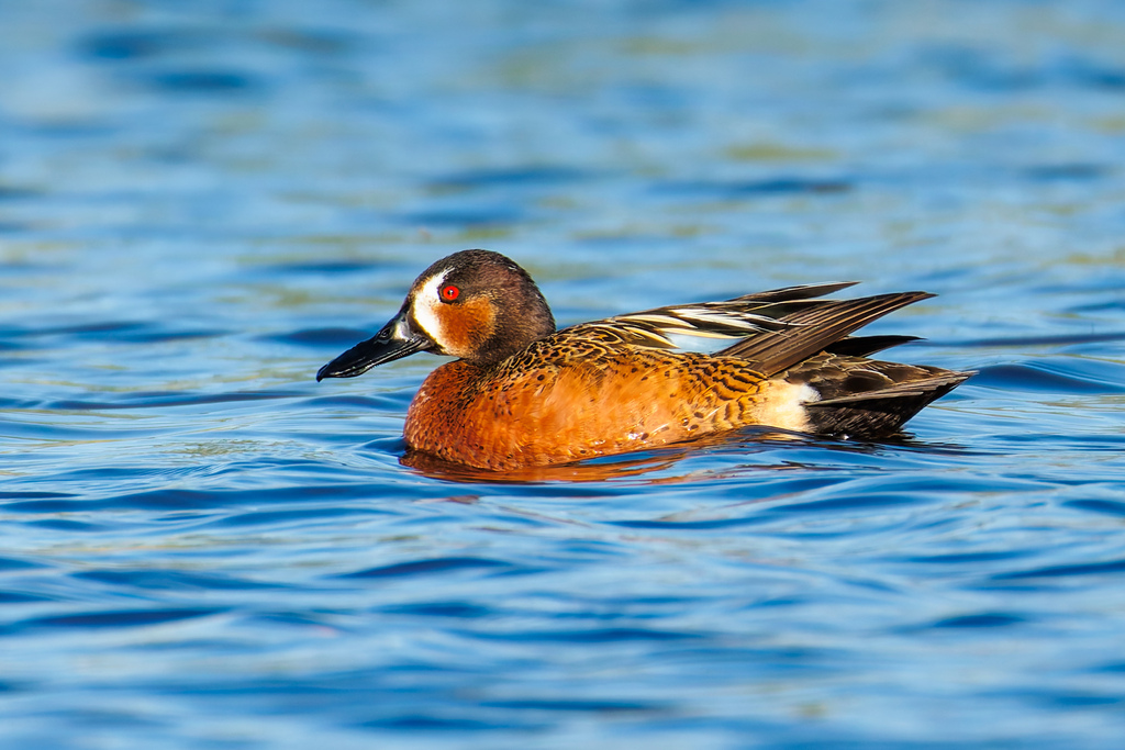 Cinnamon × Blue-winged Teal