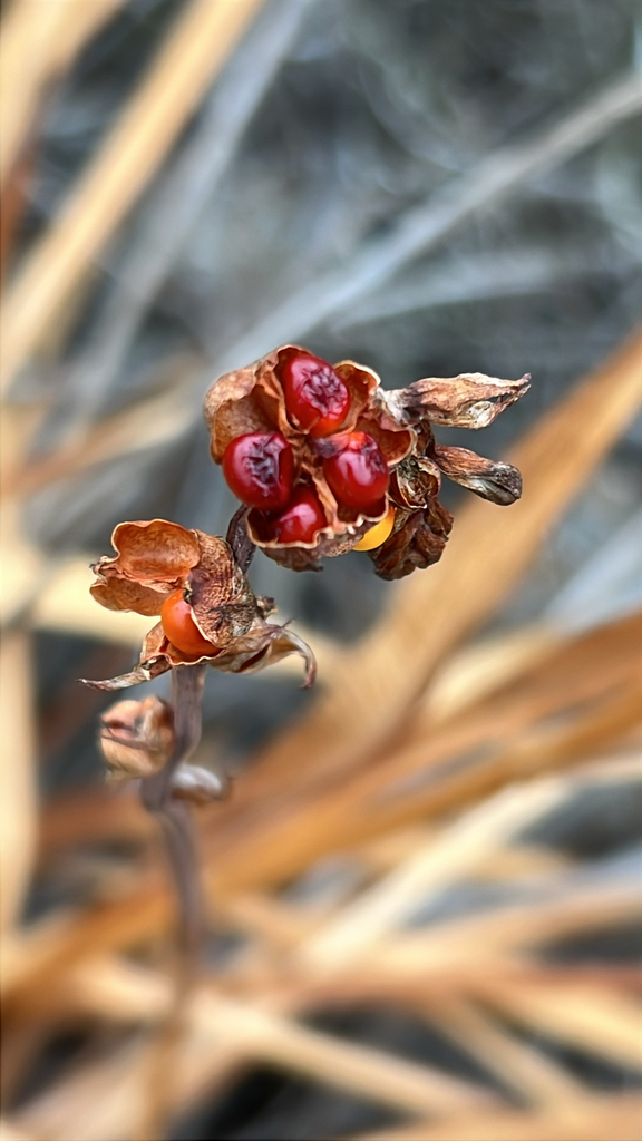 Chasmanthe floribunda, Monument Rd, San Diego, CA, US, by langooney