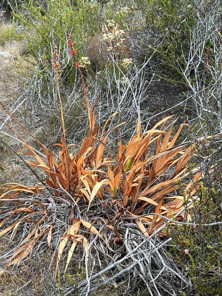 Chasmanthe floribunda, Monument Rd, San Diego, CA, US, by langooney