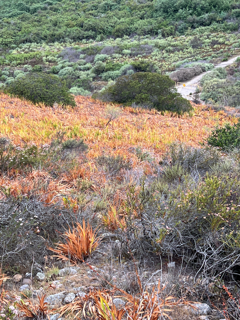 Chasmanthe floribunda, Monument Rd, San Diego, CA, US, by langooney