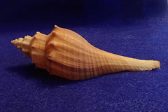 Brunneifusus ternatanus
