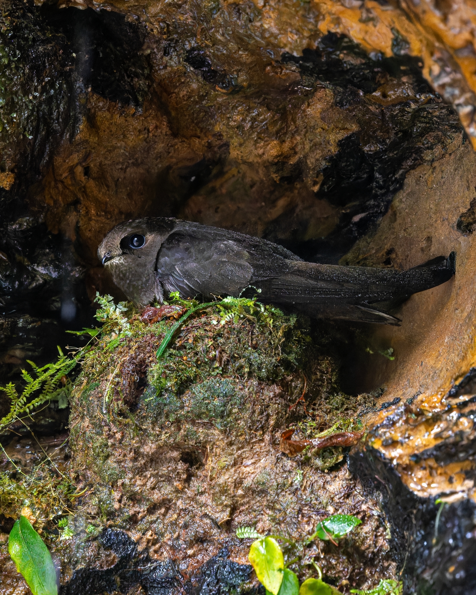 White-chinned Swift (Cypseloides cryptus), photo 8