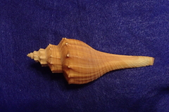 Brunneifusus ternatanus