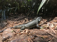 Iguana iguana
