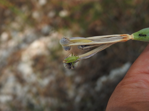 Thiomiris sulphureus