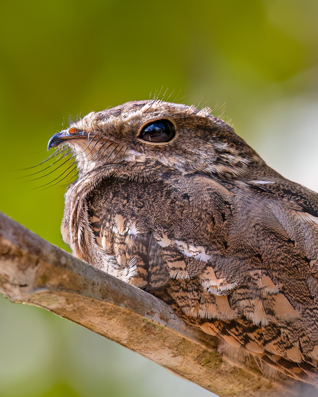 Ladder-tailed Nightjar (Hydropsalis climacocerca), photo 2