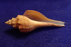 Brunneifusus ternatanus