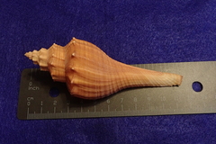 Brunneifusus ternatanus