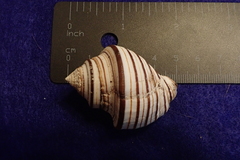 Opeatostoma pseudodon