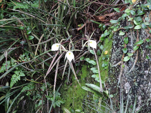 Brassavola tuberculata, photograph 3