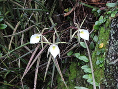 (c) Fabrício Mil Homens Riella, some rights reserved (CC BY) Brassavola tuberculata, photograph (c) Fabrício Mil Homens Riella, some rights reserved (CC BY)
