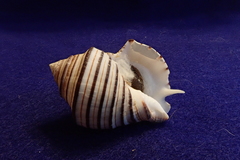 Opeatostoma pseudodon