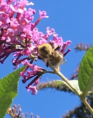Bombus pascuorum