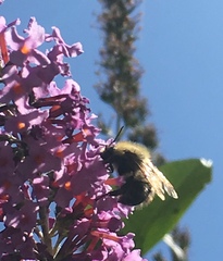 Bombus pascuorum