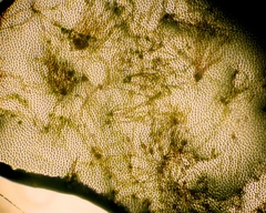 Acrochaetium secundatum