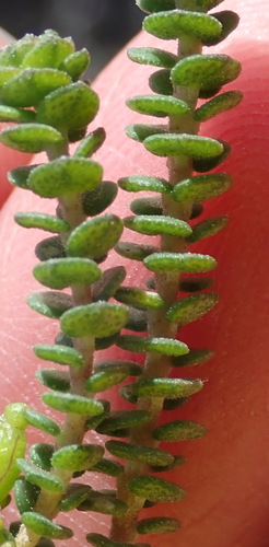 Image of Agathosma muirii by (c) Nicola van Berkel, some rights reserved (CC BY-SA)