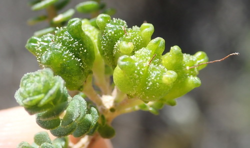 Image of Agathosma muirii by (c) Nicola van Berkel, some rights reserved (CC BY-SA)