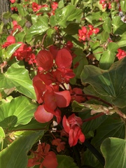 Begonia cucullata
