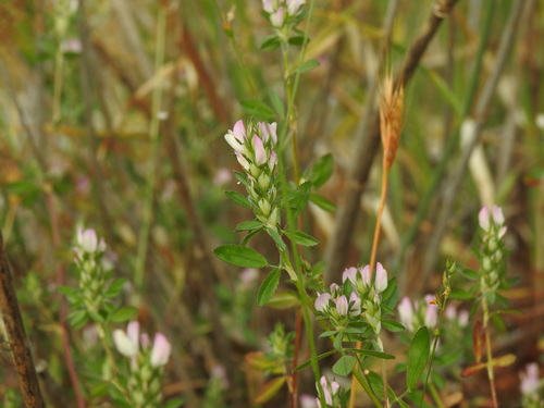 Mediterranean restharrow (Ononis mitissima)