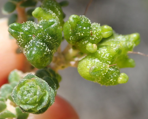 Image of Agathosma muirii by (c) Nicola van Berkel, some rights reserved (CC BY-SA)