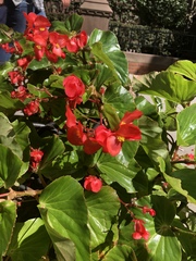 Begonia cucullata