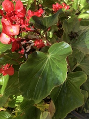 Begonia cucullata