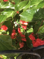 Begonia cucullata