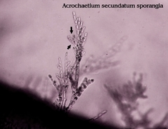 Acrochaetium secundatum